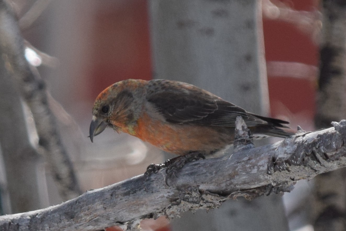 Common Crossbill (Loxia curvirostra)