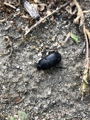 Coniontis
