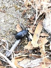 Coniontis