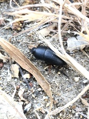 Coniontis
