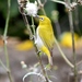 Indian White-Eye - Photo (c) dhanapal, some rights reserved (CC BY-NC), uploaded by dhanapal