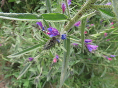 Echium vulgare