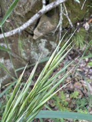 Bromus laevipes