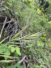 Bromus laevipes