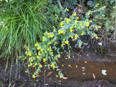 Erythranthe glaucescens