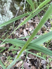 Bromus laevipes