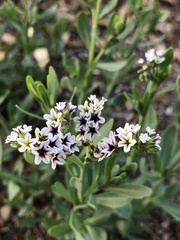 Heliotropium curassavicum