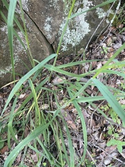 Bromus laevipes