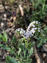 Heliotropium curassavicum