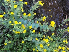 Erythranthe glaucescens