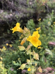 Erythranthe guttata