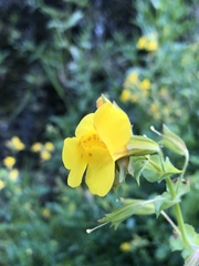 Erythranthe guttata