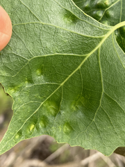 Taphrina populi-salicis