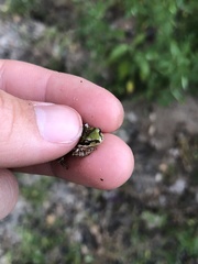 Pseudacris hypochondriaca
