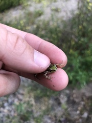 Pseudacris hypochondriaca