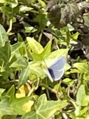 Celastrina echo echo