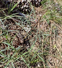 Lomatium geyeri