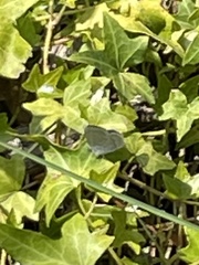 Celastrina echo echo