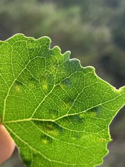 Taphrina populi-salicis