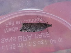 Ancylis unguicella