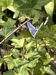 Celastrina echo echo