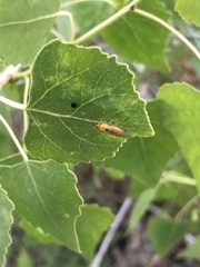 Insecta