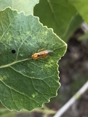 Insecta