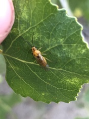 Insecta