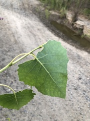 Populus fremontii