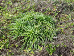 Lilium longiflorum scabrum