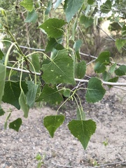 Populus fremontii