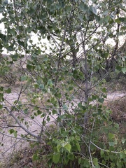 Populus fremontii