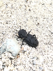 Phloeodes diabolicus