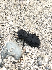 Phloeodes diabolicus