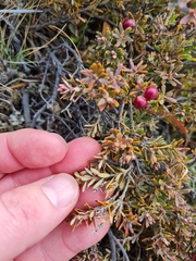 Acrothamnus colensoi