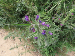 Echium vulgare