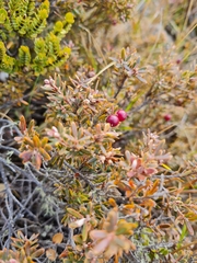 Acrothamnus colensoi