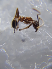Pheidole lamellinoda