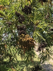 Lyonothamnus