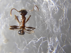 Pheidole lamellinoda