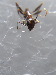 Pheidole lamellinoda