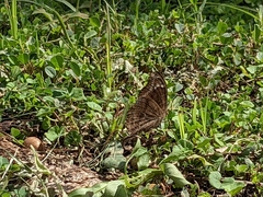 Junonia natalica natalica