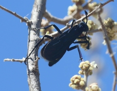 Pepsis mexicana