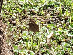 Junonia natalica natalica