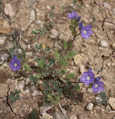 Phacelia ciliata