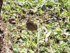 Junonia natalica natalica