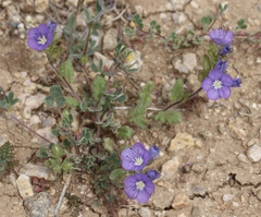 Phacelia ciliata