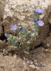 Phacelia ciliata