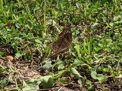 Junonia natalica natalica