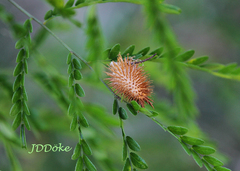 Xanthium cavanillesii